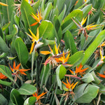 2 Orange Bird of Paradise Live Plants, Strelitzia Reginae Well-Rooted Tropical Perennial Blooming, 5-9 Inches Houseplant Decor Indoor Outdoor, No Pot