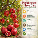 Sweet Pomegranate Plant Live in 4'' Pot, 6 Months-Old Red Pomegranate Tree for Container and Garden Growing