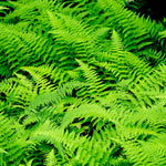 Set of 20 Hay Scented Fern Roots, Perennial Fern Roots Gardening