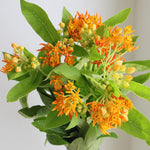 2 Orange Milkweed Plants Live Starter Size, 5-9" in Tall, Outdoor Planting, Spring Blooms, Cold Hardy, Perennial
