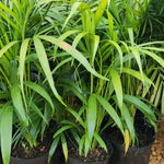 Palm Tree Live Plant Indoor Outdoor, Rare Succulent Palm Houseplant for Indoor or Outdoor Growing, 1 Gallon Pot, Green Leaves Yellow Flowers