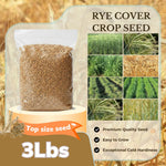 3 Pound Rye Cover Crop Seeds, Rye Grass Seeds for Lawn, Outdoor Growing, Fast-Growing Grass Seed