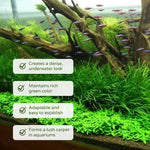 Aquarium Water Grass Seeds, 100 Aquarium Plant Seeds, Water Grass Ground Covering Plant Seed, Grass Seed for Ground Covering