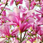 Magnolia Plant Live 6 to 12 Inches Tall, in 2.5 Inches Pot, Magnolia Tree Live Plant, Fragrant Magnolia Flowers (Ann Magnolia)