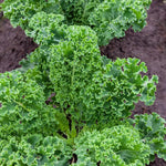 Pack 2 Pots Kale Plants, Vegetable Kale Plants Live for Planting, 4 Inch Pot