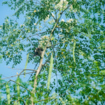 50 Moringa Seeds, Moringa Oleifera Tree Seeds for Planting - Fast Growing Drumstick Tree for Garden, Pots, and Outdoor Growing