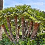 Palm Tree Live Plant, Fully Rooted in 3 Gallon Pot, Rare Tropical Plant Live for Indoor or Outdoor Growing, Fan