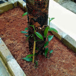 Fast Growing Vanilla Bean Orchid Live Plant, Green Fragrant Beans Vanilla Starter Plant, 3 to 7 Inches in Tall, Rare Plant Outdoor Indoor