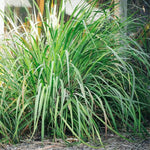 Combo 15 Big Lemon Grass Plants for Outside, Lemongrass Plants Live, No Pot, Well Rooted, Trim Back, Fresh Fragrant Lemon Grass Stalks Plants for Outside Live