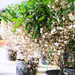 Set 2 Clerodendrum Plants Live, Light Bulb Chain of Glory Vine, Bell Shaped Flowers (Light Smithianum Wallichii Clerodendrum)