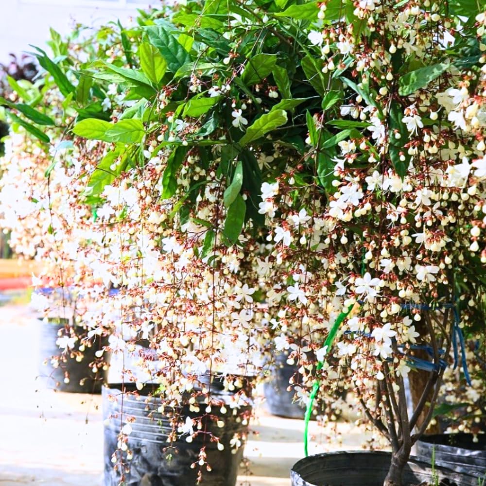 Clerodendrum Light Wallichii Live Plant Smithianum, Trailing Light Bulb Flower, Well-Rooted 5-9 Inch Tall, Chain of Glory Vine