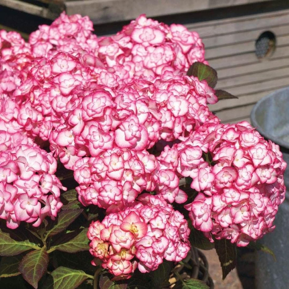 Hydrangea Live Plant Bush Shrub for Planting, 1 Year Old Hydrangea Tree Plant for Outdoor Planting, Change Color Flower Blooms (Double Petals Pink White to Purple)