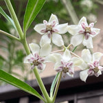 2 White Milkweed Plants Live Starter Size, 5-9" in Tall, Outdoor Planting, Spring Blooms, Cold Hardy, Perennial