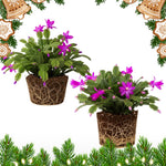 2 Purple Christmas Cactus Plants, Thanksgiving Cactus 3-6 Inch Tall, Winter Succulents Flowers Container Hanging Basket Indoor Outdoor Planting