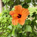 Orange Hibiscus Plant for Outdoor Planting, Hardy Hibiscus Flowers Colorful Blooms, Hibiscus Plant for Grow, 5-7'' Tall