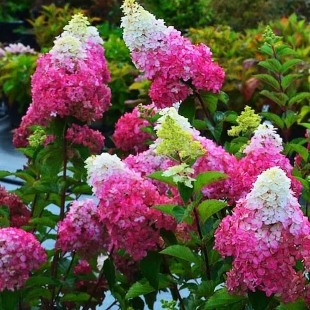 Hydrangea Plant Live Tree, White Pink Color Bloom, 5-10" Well-Rooted Hydrangea Shrub Bush for House Planting Outdoor, Dormant