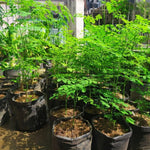 Moringa Oleifera Tree Live Plant, 4 Months Old Malunggay Plant in Pot, Well-Rooted Drumstick Trees Ready to Grow Outdoor