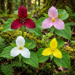 Pack of 10 Trillium Bulbs, Mix Trillium Large Bulbs, Trillium Flower Bulbs, Perennial Flower Bulbs, Easy to Plant Indoors Outdoors, Trillium Bulb