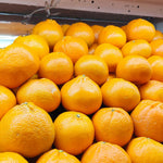Sweet Mandarin Orange Tree, 1-2 Feet Tall in 1 Gallon Pot, Sweet Citrus Fruit Tree for Patio and Outdoor Garden