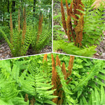 10 Cinnamon Ferns Live Plants Outdoor, Live Ferns for Outdoors, Indoor Hardy Perennial Fern Rhizomes Bare Roots
