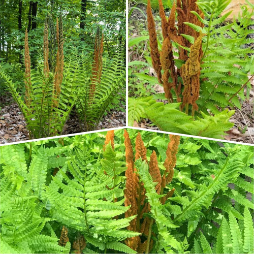 10 Cinnamon Ferns Live Plants Outdoor, Live Ferns for Outdoors, Indoor Hardy Perennial Fern Rhizomes Bare Roots