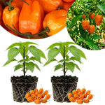 Set 2 Pepper Plants Live for Planting, Pepper Plant, 4-6 Inc Tall, Live Vegetable Plants for Indoor Outdoor Growing (Hot Orange Peppers)