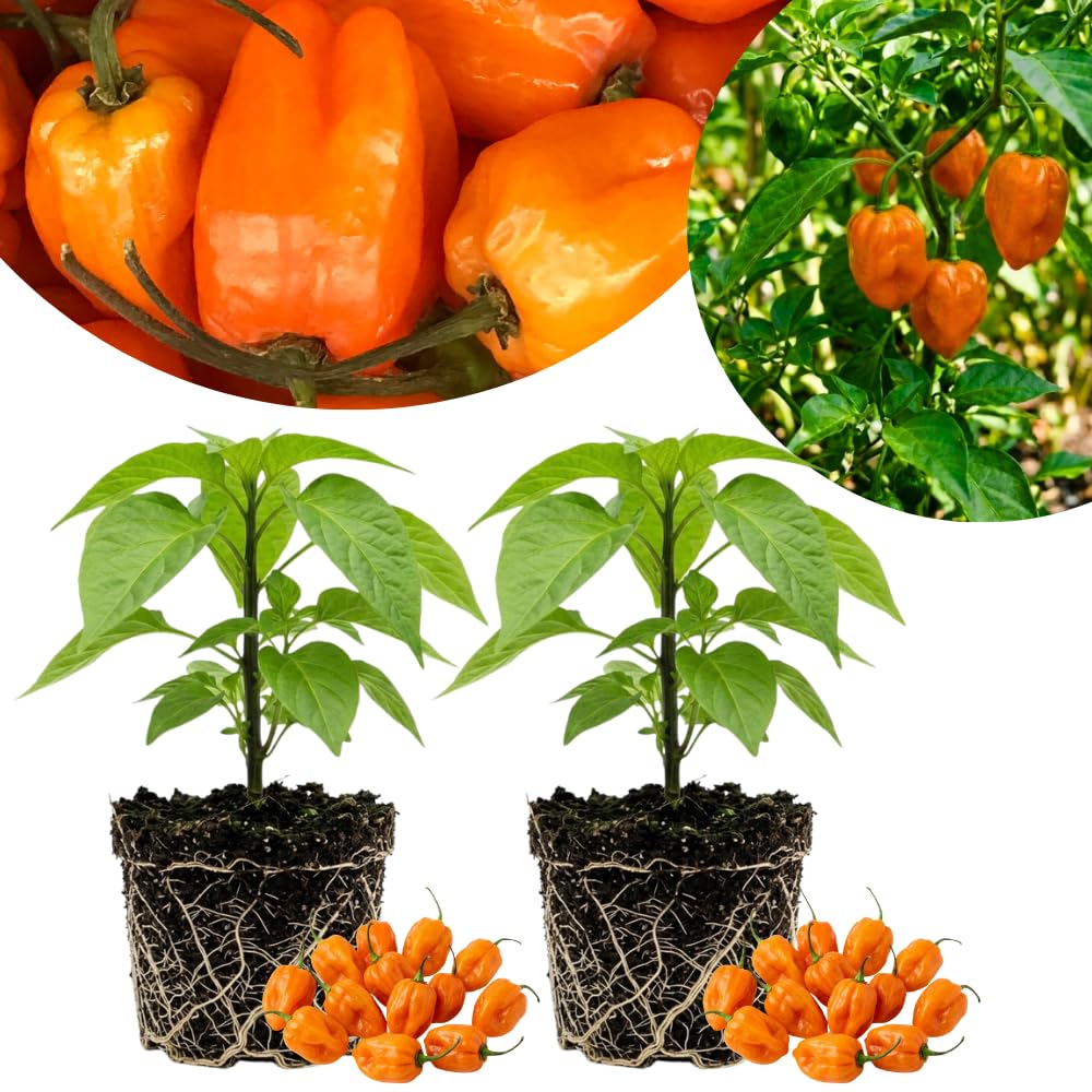 Set 2 Pepper Plants Live for Planting, Pepper Plant, 4-6 Inc Tall, Live Vegetable Plants for Indoor Outdoor Growing (Hot Orange Peppers)