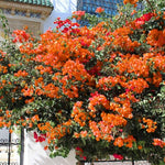 Set 2 Orange Bougainvillea Plants Live, Flowering Bougainvillea Vine 4-8 Inches Tall, Climbing Plant for Outdoor Garden and Trellis