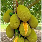 Live Sweet Jackfruit Tree in 2 to 3 Feet Tall, Yellow Jackfruit Plant One Gallon Pot, Well Rooted Jack Fruit Plant Seedling for Planting