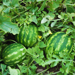 2 Watermelon Plants Live, 4'' Pot, Red Watemelon Fruit Small Plant Garden