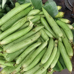 Loofah Sponge Gourds Live Plant for Planting, Luffa Plant from 4 to 6 Inches Height, 2 Plants in Pot, Climbing Annual Vine, Ready for Planting