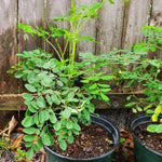 Live Moringa Tree Plant, Moringa Oleifera Plants, 6-10 Inch Tall in 4 Inch Pot, 2 Plants Per Pot for Planting