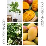 Sweet Mango Tree 8-12 Inches, Hardy, Fruit-Bearing Mango Tree in Gallon Pot, Well Rooted, Garden and Container Growing