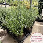 Aster Plants Live, Asters Perennial Live Plants, Vibrant Pink Blooms, 5 to 7 Inches Tall, Ideal for Indoor Outdoor Gardening