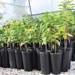 1 Year Old Paw Paw Tree Live Plant in Quart Pot, Pawpaw Tree Plant Live, 6 to 12 Inc Tall Asimina Triloba Trees for Planting
