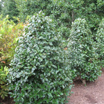 Oak Holly Tree Live Plant in Gallon Pot, Holly Shrub, Ornamental Holly Live Plant