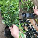 12" Black Jaboticaba Tree Plant Live, Jabuticaba Black Grape Fruit Plant, 1 Feet Tropical Plants Garden