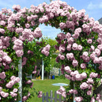 New Dawn Climbing Rose Live Plant Well Rooted, No Leaf, Ready to Plant Indoor Outdoor, Climber Rose Bush, Hybrid Tea Rose Like, Very Fragrant, Long Bloomer (Light Pink)