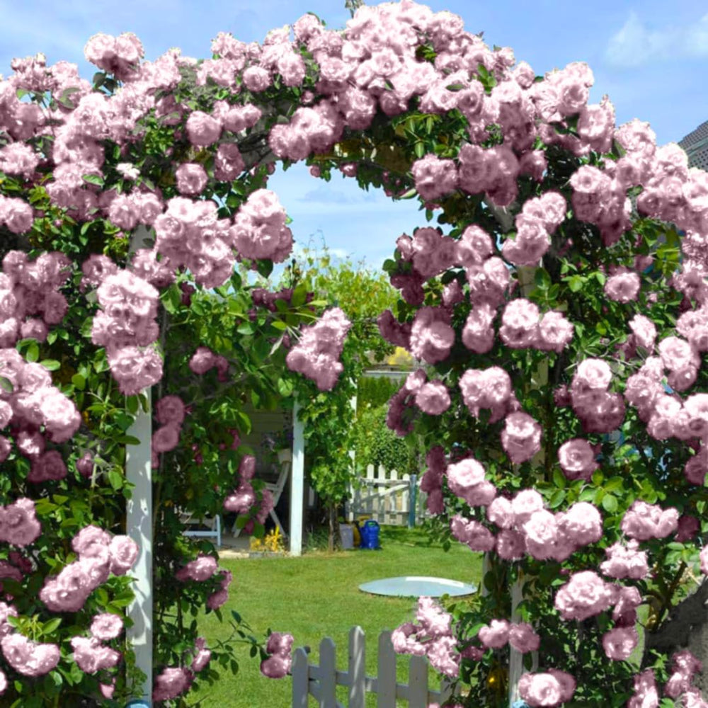 New Dawn Climbing Rose Live Plant Well Rooted, No Leaf, Ready to Plant Indoor Outdoor, Climber Rose Bush, Hybrid Tea Rose Like, Very Fragrant, Long Bloomer (Light Pink)