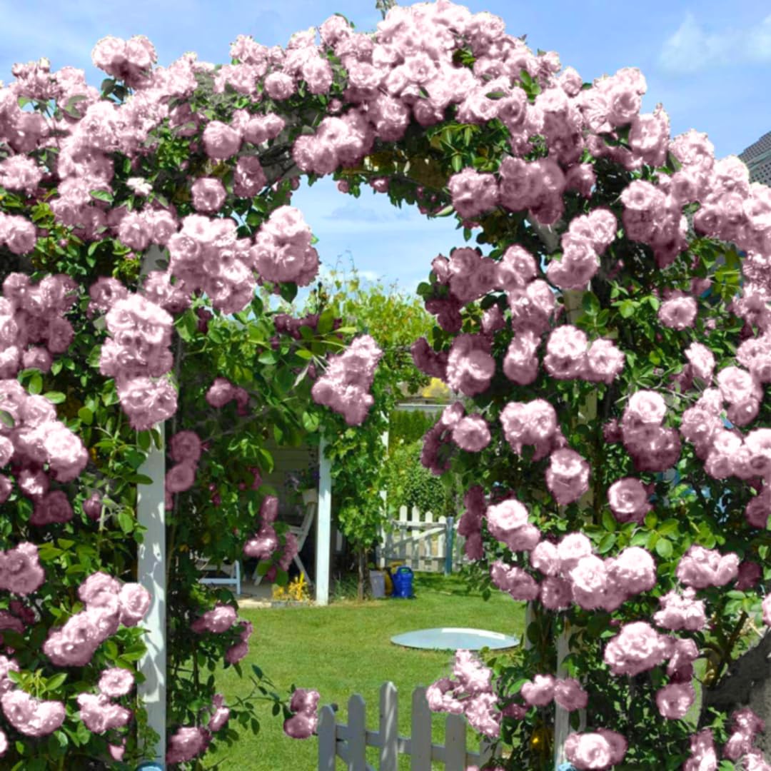 New Dawn Climbing Rose Live Plant Well Rooted, No Leaf, Ready to Plant Indoor Outdoor, Climber Rose Bush, Hybrid Tea Rose Like, Very Fragrant, Long Bloomer (Light Pink)
