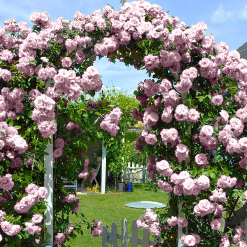 New Dawn Climbing Rose Live Plant Well Rooted, No Leaf, Ready to Plant Indoor Outdoor, Climber Rose Bush, Hybrid Tea Rose Like, Very Fragrant, Long Bloomer (Light Pink)