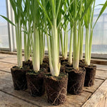 Combo 5 Big Lemon Grass Plants for Outside, Lemongrass Plants Live, No Pot, Well Rooted, Trim Back, Fresh Fragrant Lemon Grass Stalks Plants for Outside Live