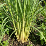 800 Lemongrass Seeds for Outside, Lemon Grass Seed for Planting, Perennial Seed, Ready to Grow Herb Garden