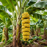 3-4 Shoots in 1 Pot Dwarf Cavendish Banana Plant Tree Live, Cold Hardy 5-10" in Tall, Outdoor Spring Planting, Rare and Sweet Banana Plants