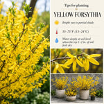 Yellow Forsythia Plant in 4'' Pot, Bright Yellow Spring Blooms, Hardy Shrub for Gardens and Hedges, Starter Plant 6-10 Inches