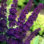 2 Butterfly Bush Live Plants, Deep Black Buddleia Shrubs, 5–9 Inch Tall, Fragrant Flowering Shrubs, No Pot