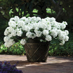 Pack 4 White Perennial Verbena Plants, White Verbena Live Plants, Verbena Flower Trailing Plants Live for Planting, White Verbena Plants in Zones 7 to 11