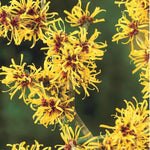Witch Hazel Tree Shrub, Yellow Witch Hazel Plants Tree Flowering Bushes in Quart Pot Live Plants for Planting
