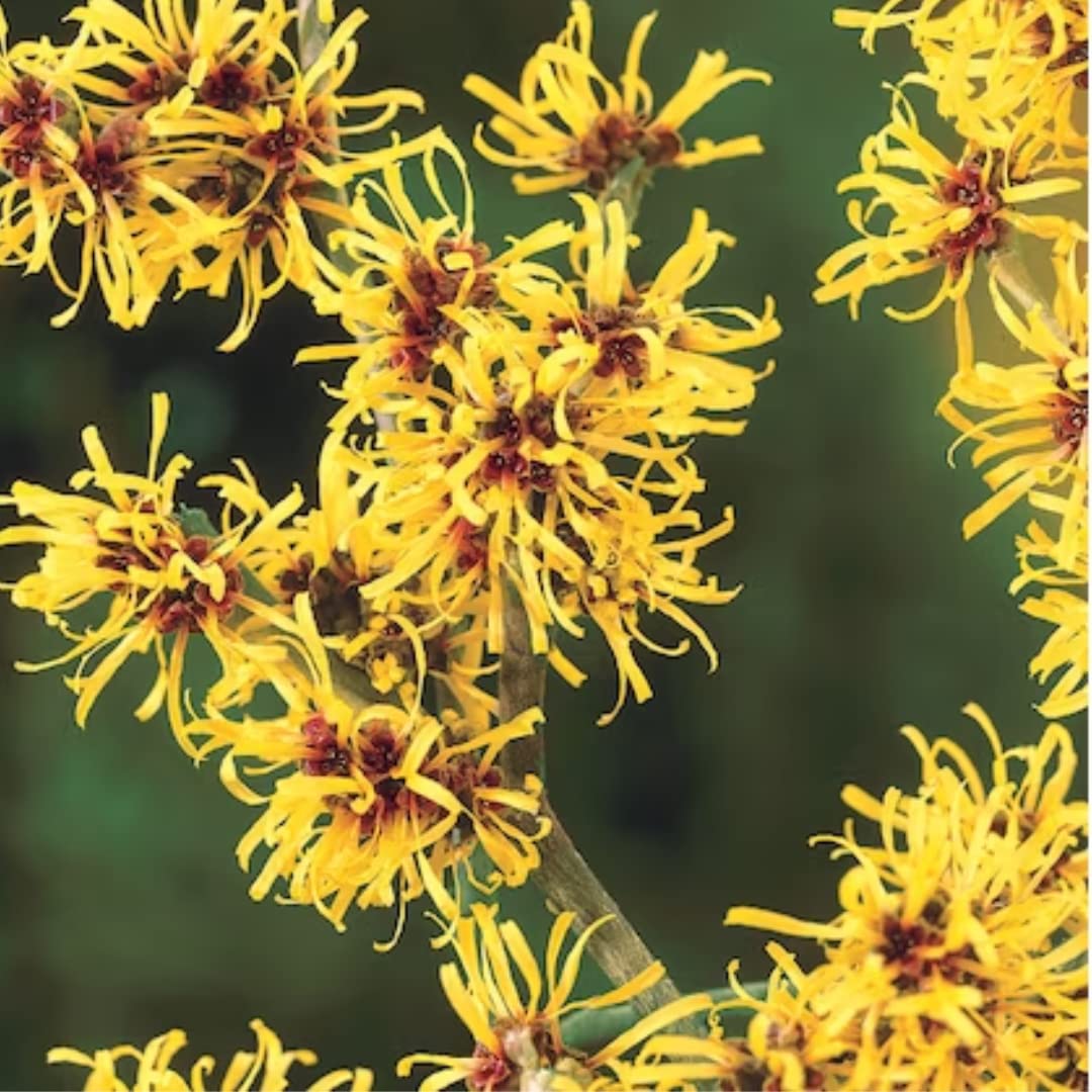 Witch Hazel Tree Shrub, Yellow Witch Hazel Plants Tree Flowering Bushes in Quart Pot Live Plants for Planting