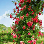 Fragrant Climbing Rose Live Plant, Well Rooted 5-9" Tall, No Leaf, Indoor Outdoor Climber, Rose Bush, Hybrid Tea Rose Like (Fourth of July)